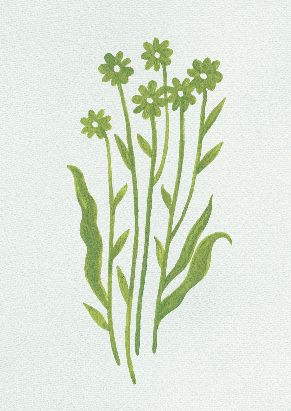 Illustration botanique de la fleur de viorne
