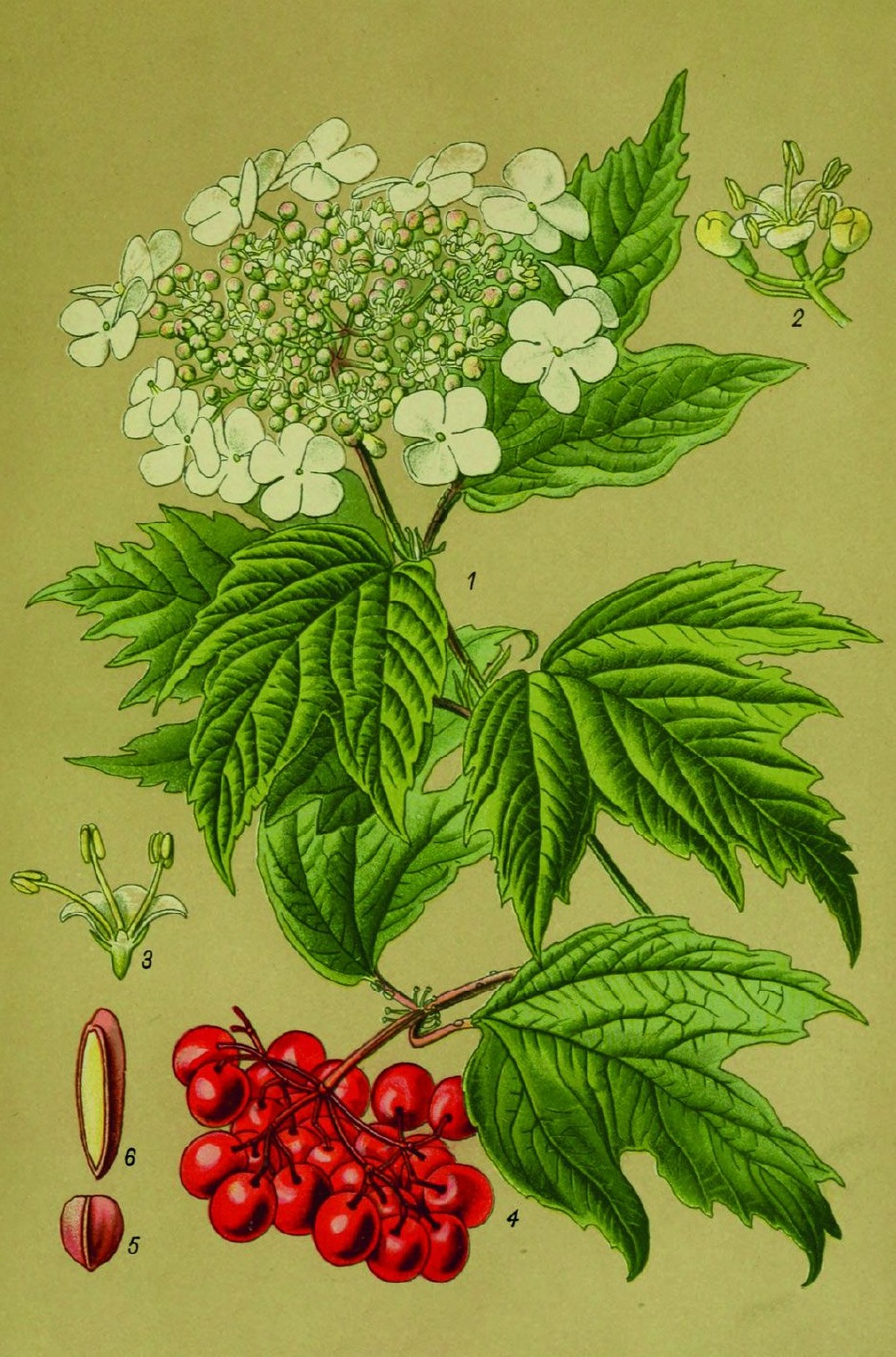 Illustration botanique de la viorne